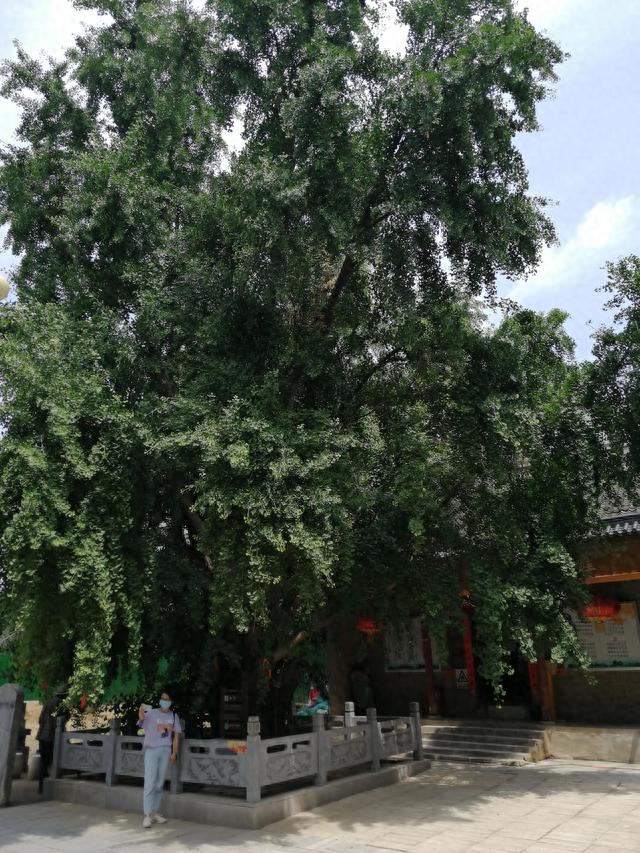 郑州市区1200年银杏树，免费景区，景美人少，适合儿童撒欢
