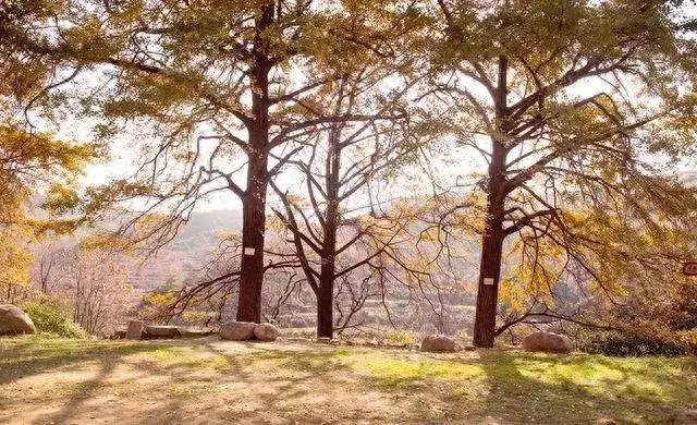 千年银杏为你加油——2018年国家登山健身步道联赛新县站，等你来战！